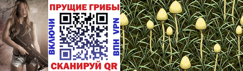 Галлюциногенные грибы Psilocybine cubensis  Нижневартовск 